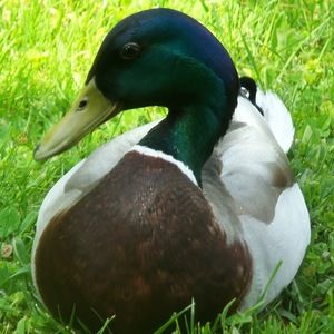 Meet your Posher, Stevefelicia